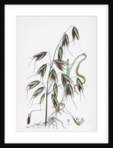 Avena Fatua Wild Oat by Anonymous