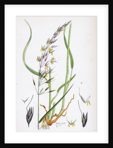 Avena Elatior False Oat-Grass by Anonymous