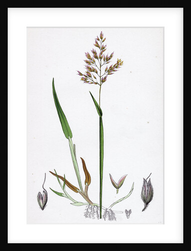 Holcus Mollis Creeping Soft-Grass by Anonymous