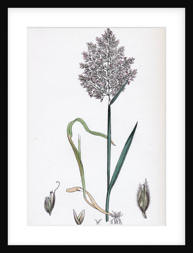 Holcus Lanatus Yorkshire Fog by Anonymous