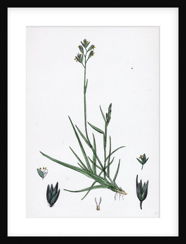 Triodia Decumbens Decumbent Heath-Grass by Anonymous