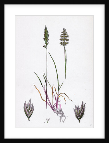 Köleria Cristata Crested Hair-Grass by Anonymous