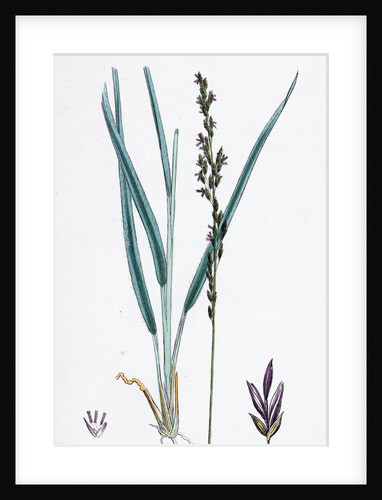 Molinia Caerulea Purple Melic-Grass by Anonymous