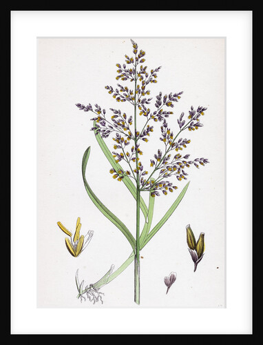 Catabrosa Aquatica Water Whorl-Grass by Anonymous