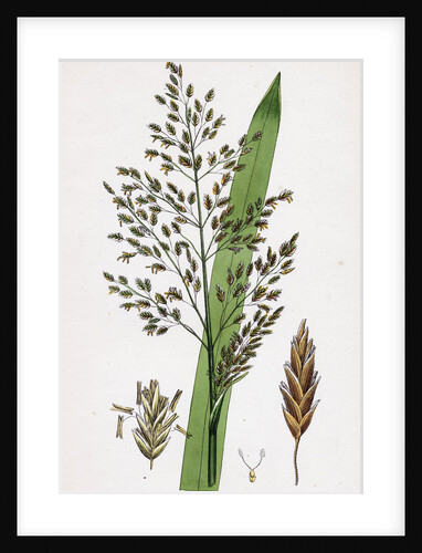 Glyceria Aquatica Reed Meadow-Grass by Anonymous