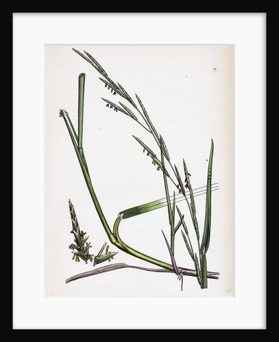 Glyceria Eu-Fluitans Floating Meadow-Grass by Anonymous