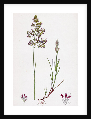 Corynephorus Canescens Grey Hair-Grass by Anonymous