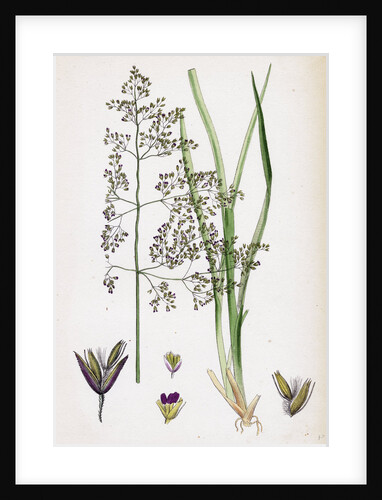 Aira Eu-Caespitosa Tufted Hair-Grass by Anonymous