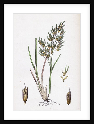 Aira Alpina Alpine Hair-Grass by Anonymous