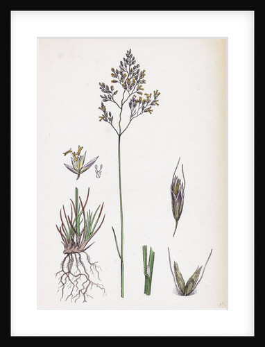 Aira Eu-Fluxuosa Heath Hair-Grass by Anonymous