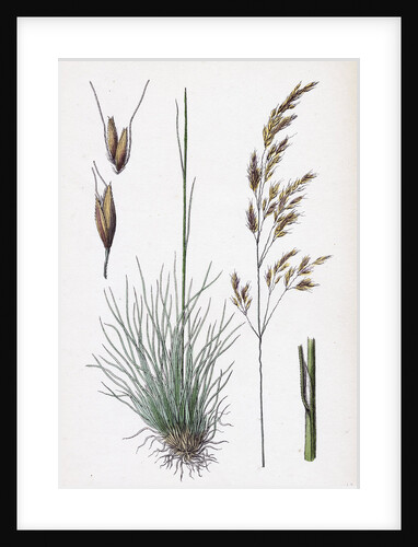 Aira Uliginosa Bog Hair-Grass by Anonymous