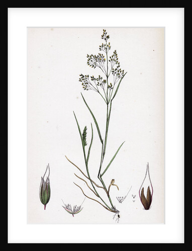 Aira Caryophyllea Silvery Hair-Grass by Anonymous