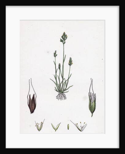 Aira Praecox Early Hair-Grass by Anonymous