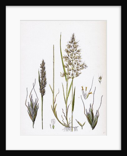 Avena Flavescens Yellow Oat-Grass by Anonymous