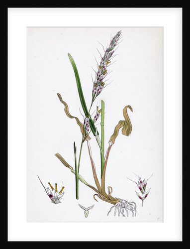 Avena Pubescens Downy Oat-Grass by Anonymous