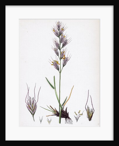 Avena Pratensis Var. Genuina Glabrous Oat-Grass Var. A. by Anonymous