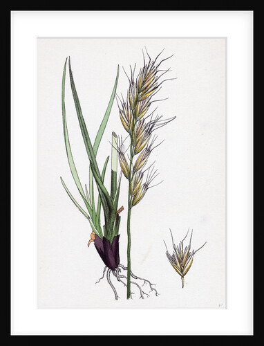 Avena Pratensis Var. Alpina Glabrous Oat-Grass Var. B. by Anonymous