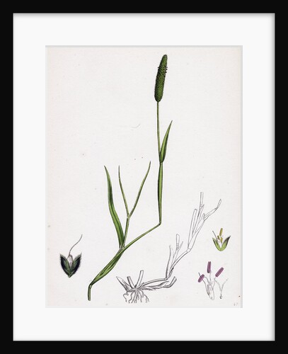 Alopecurus Eu-Geniculatus Bent-Stemmed Fox-Tail-Grass by Anonymous