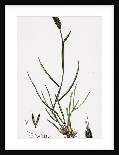 Alopecurus Bulbosus Tuberous Fox-Tail-Grass by Anonymous