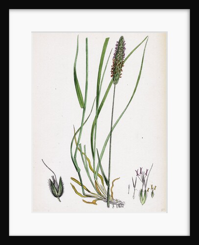 Alopecurus Pratensis Meadow Fox-Tail-Grass by Anonymous