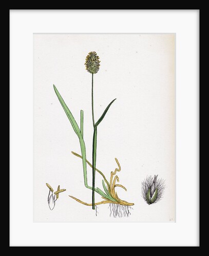 Alopecurus Alpinus Alpine Fox-Tail-Grass by Anonymous