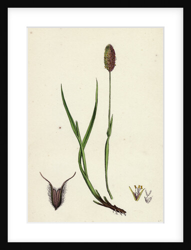 Phleum Alpinum Alpine Timothy-Grass by Anonymous