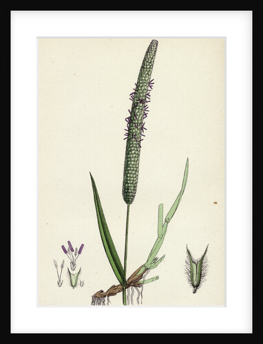 Phleum Pratense Var. Genuinum Common Timothy-Grass Var. A. by Anonymous