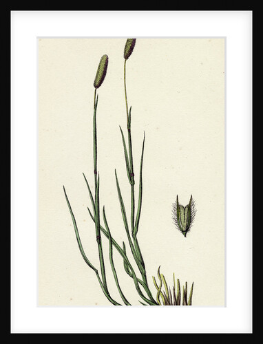 Phleum Pratense Var. Nodosum Common Timothy-Grass Var. B. by Anonymous