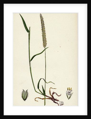 Phleum Böhmeri Purple-Stalked Timothy-Grass by Anonymous