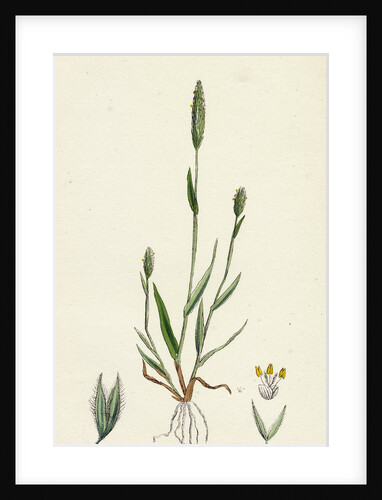 Phleum Arenarium Sand Timothy-Grass by Anonymous