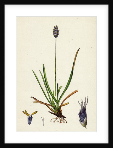 Sesleria Caerulea Blue Moor-Grass by Anonymous