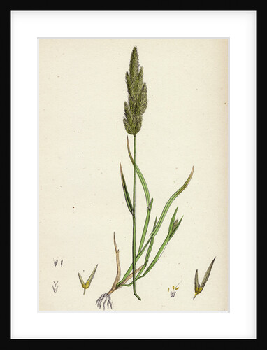 Gastridium Lendigerum Awned Nit-Grass by Anonymous