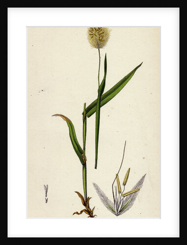 Lagurus Ovatus Ovate Hare's-Tail-Grass by Anonymous