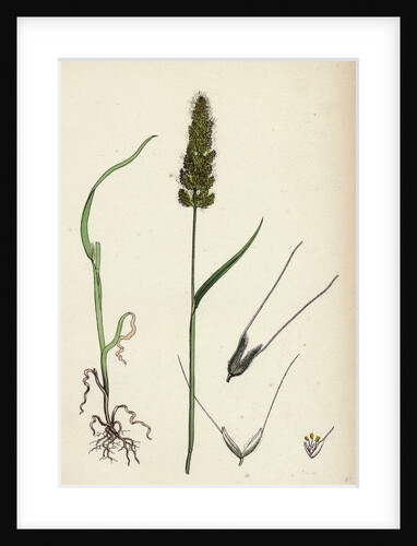 Polypogon Monspeliensis Annual Beard-Grass by Anonymous