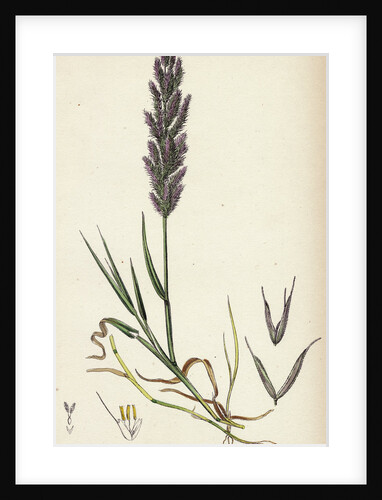 Polypogon Littoralis Perennial Beard-Grass by Anonymous