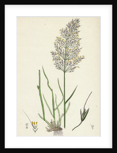 Agrostis Spica-Venti Spreading Silky Bent-Grass by Anonymous