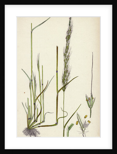 Agrostis Interrupta Dense-Flowered Silky Bent-Grass by Anonymous