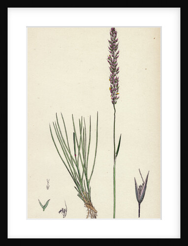 Agrostis Setacea Bristle-Leaved Bent-Grass by Anonymous