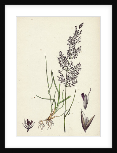 Agrostis Canina Brown Bent-Grass by Anonymous