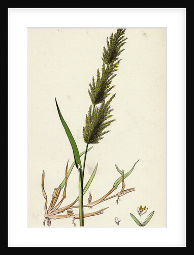 Agrostis Alba Var. Stolonifera Marsh Bent-Grass Var. B. by Anonymous