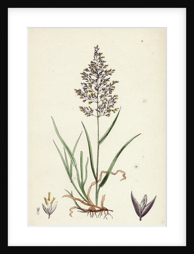 Agrostis Vulgaris Common Bent-Grass by Anonymous