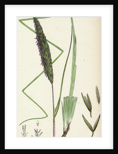 Botanical Print by Anonymous