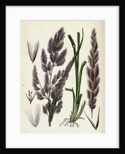 Calamagrostis Epigejos Wood Small-Reed by Anonymous