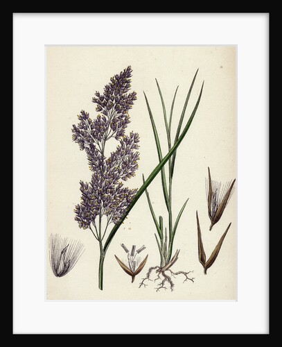 Calamagrostis Lanceolata Purple-Flowered Small-Reed by Anonymous