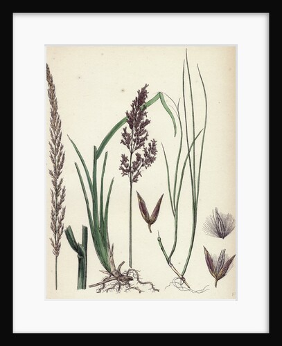 Calamagrostis Stricta Narrow Small-Reed Var. A. by Anonymous