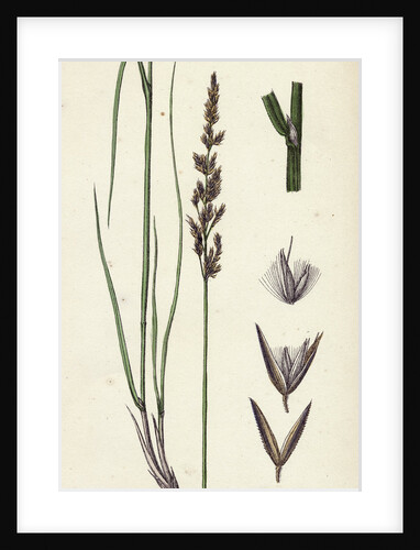 Calamagrostis Stricta Var. Llookeri Narrow Small-Reed Var. B. by Anonymous