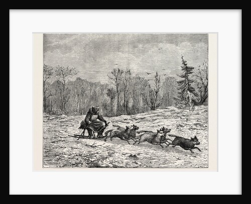 A Siberian Dog Sledge. by Anonymous