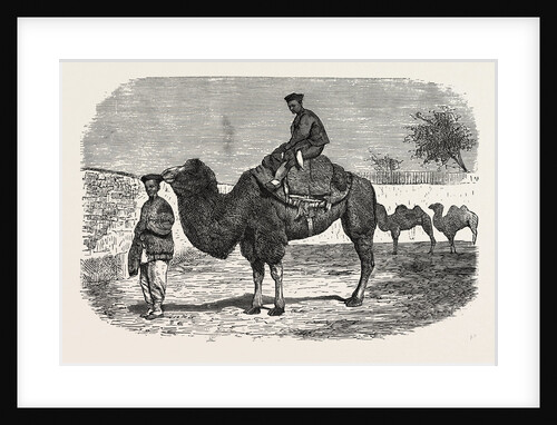 Camels of the North of China by Anonymous