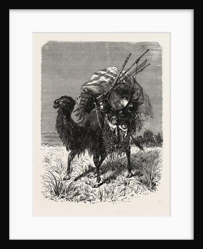 A Mongol Camel on the March by Anonymous