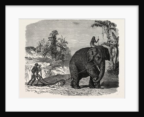 Elephant Ploughing in Ceylon, Sri Lanka by Anonymous